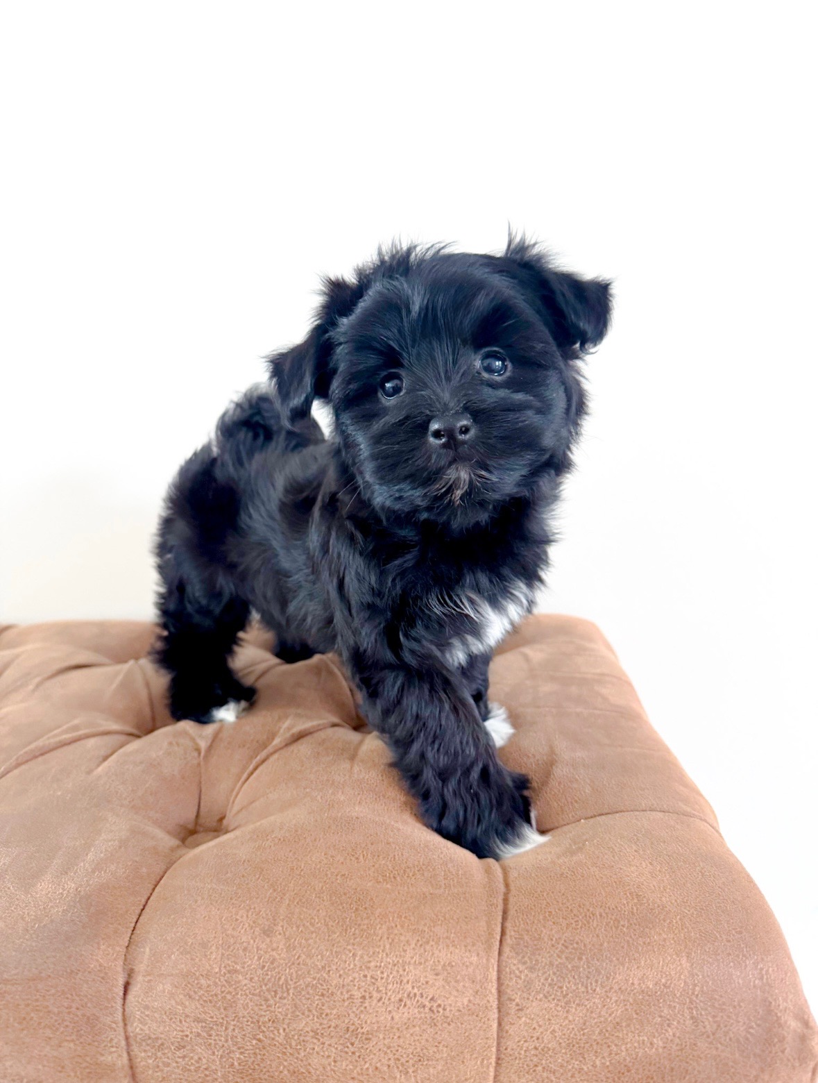 Coton de Tulear Puppy