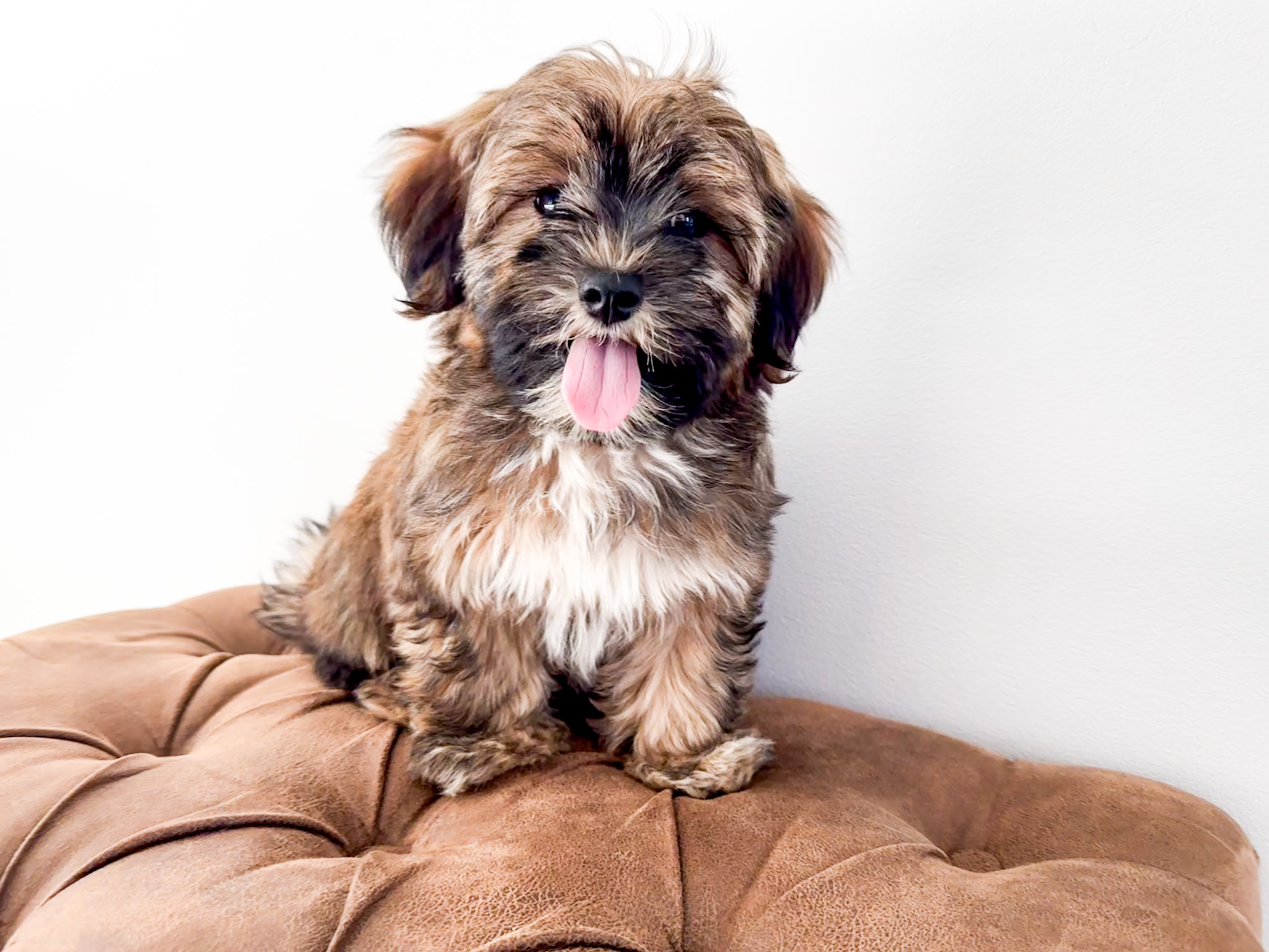 Coton de Tulear Puppy