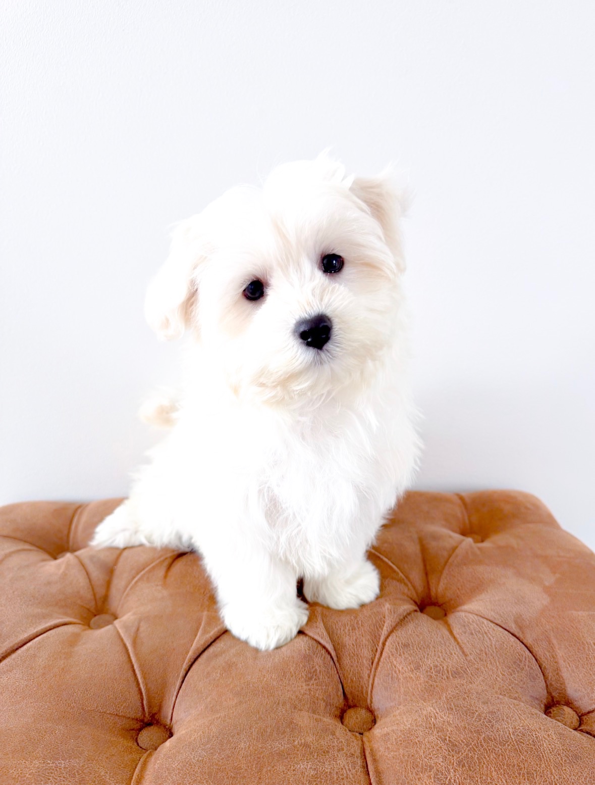 Coton de Tulear Puppy