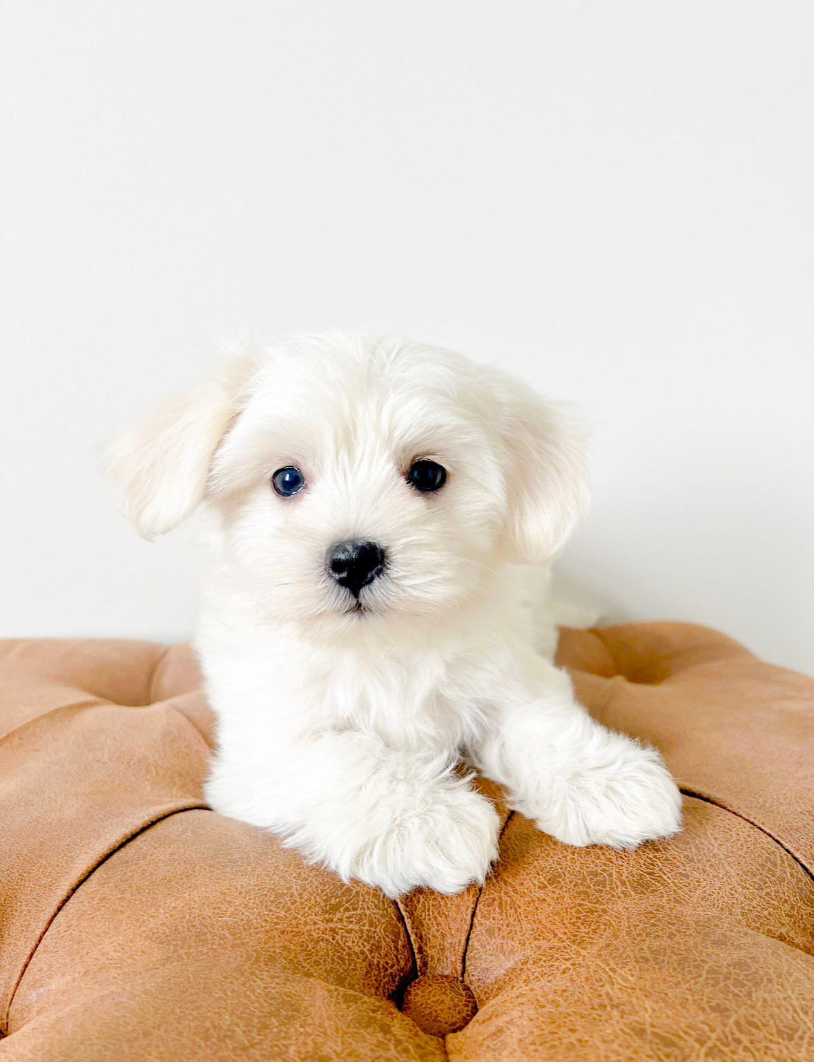 Coton de Tulear Puppy