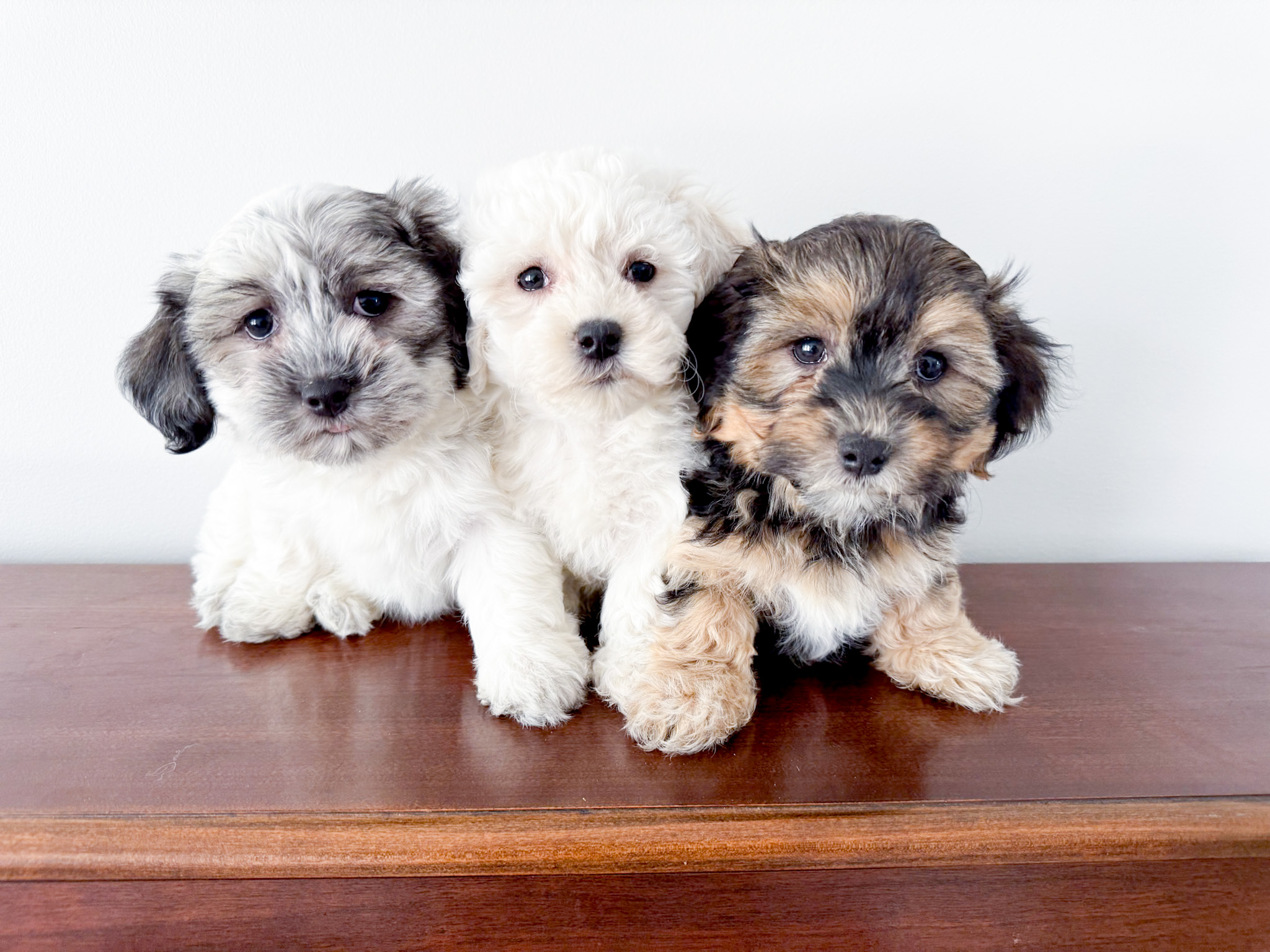 Coton de Tulear Puppy