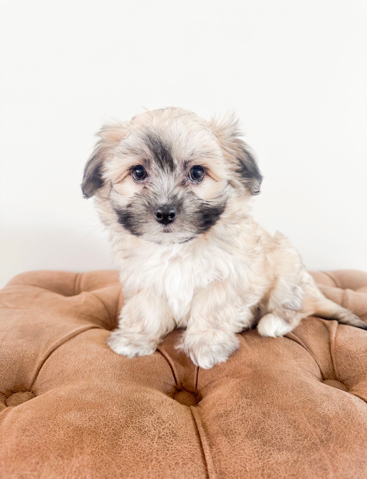 Coton de Tulear Puppy