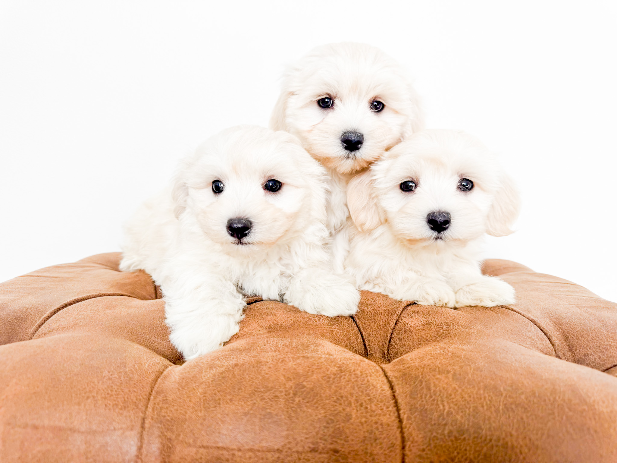 Coton de Tulear Puppy